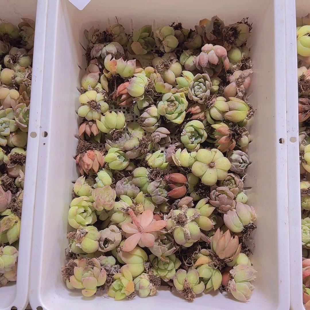 直播一物一拍多肉不售后19