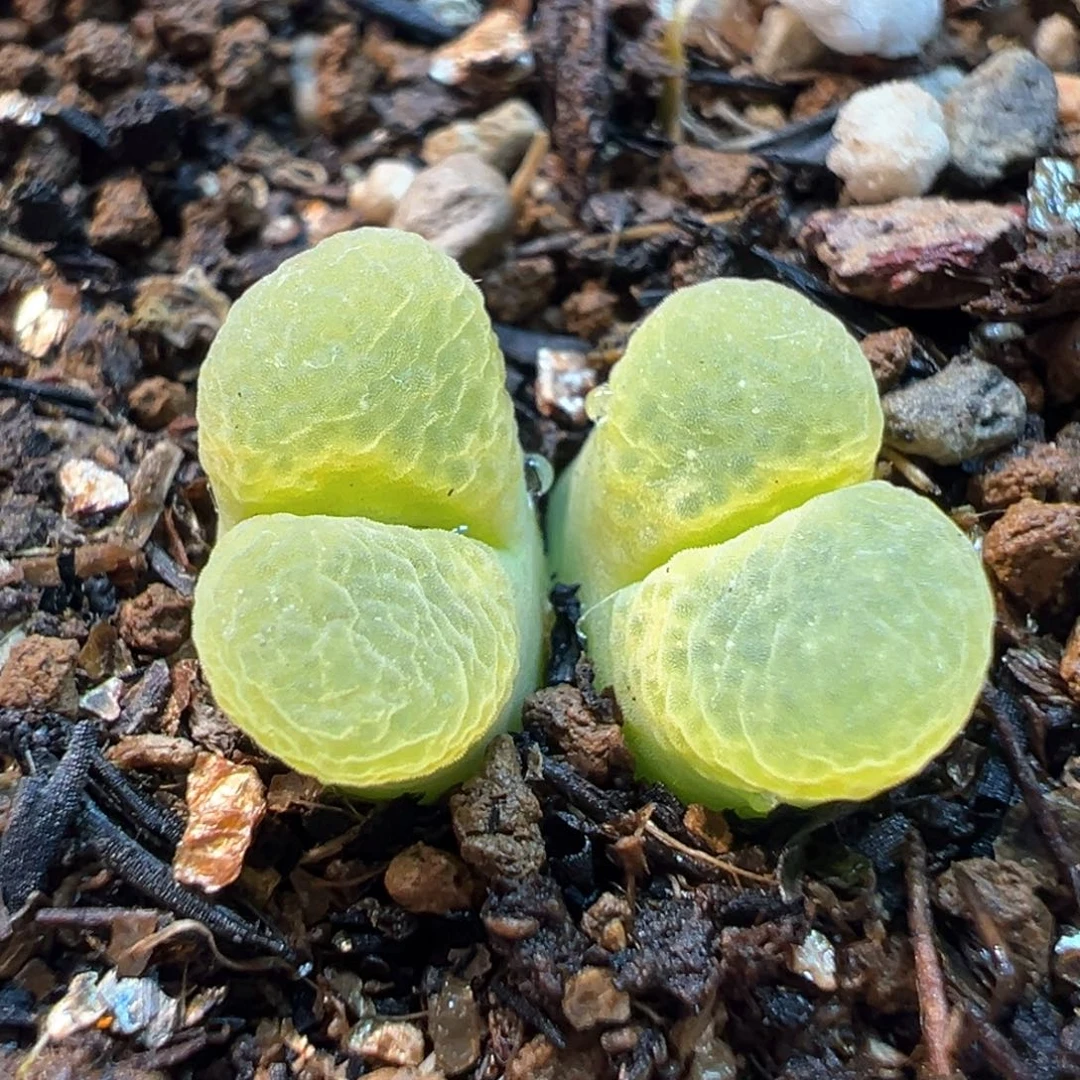 085多肉植物种类多样