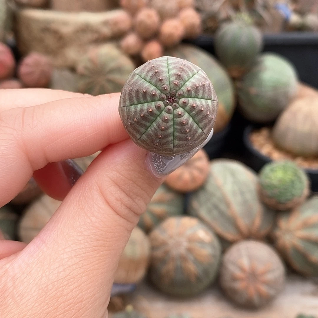 k*z欧系布纹球多肉植物