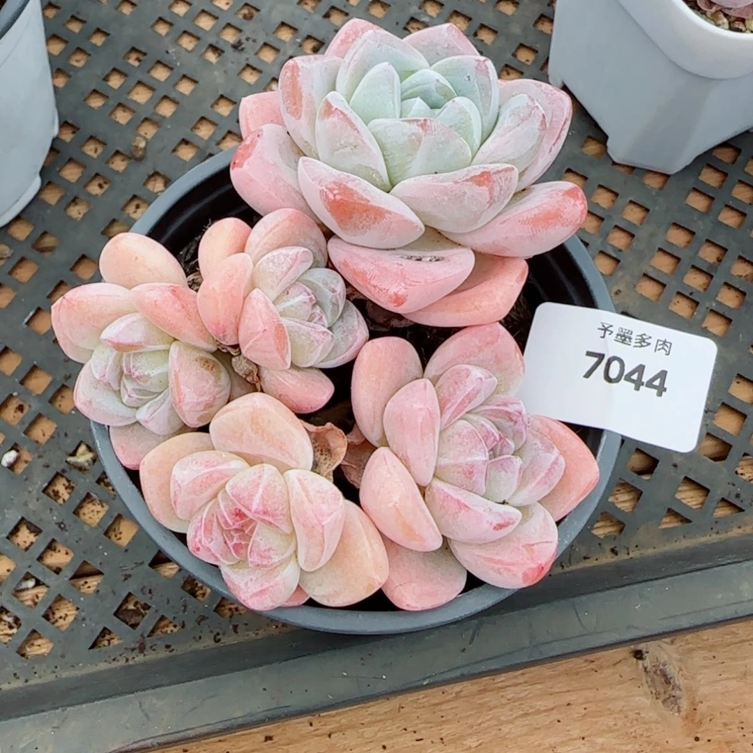 美***芽长杆冰玉，7044多肉植物