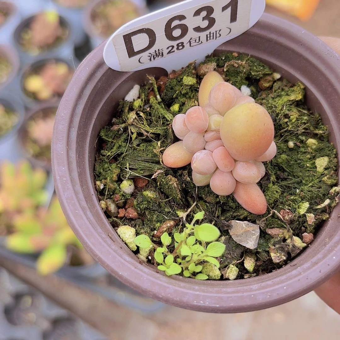 千***动D631芒果奶一物一拍