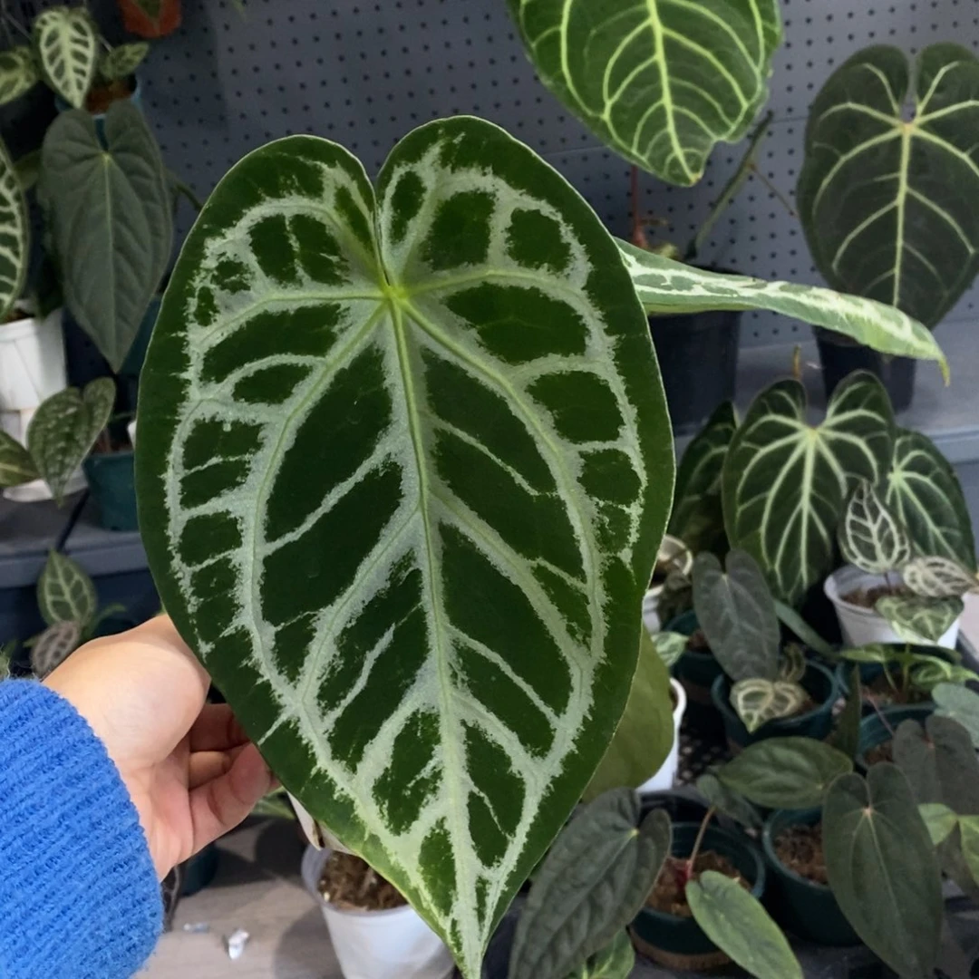 完全开放003  银刷子杂撕裂纹