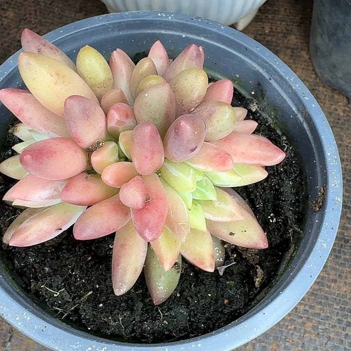 毛***官豆麻麻多肉植物孤品