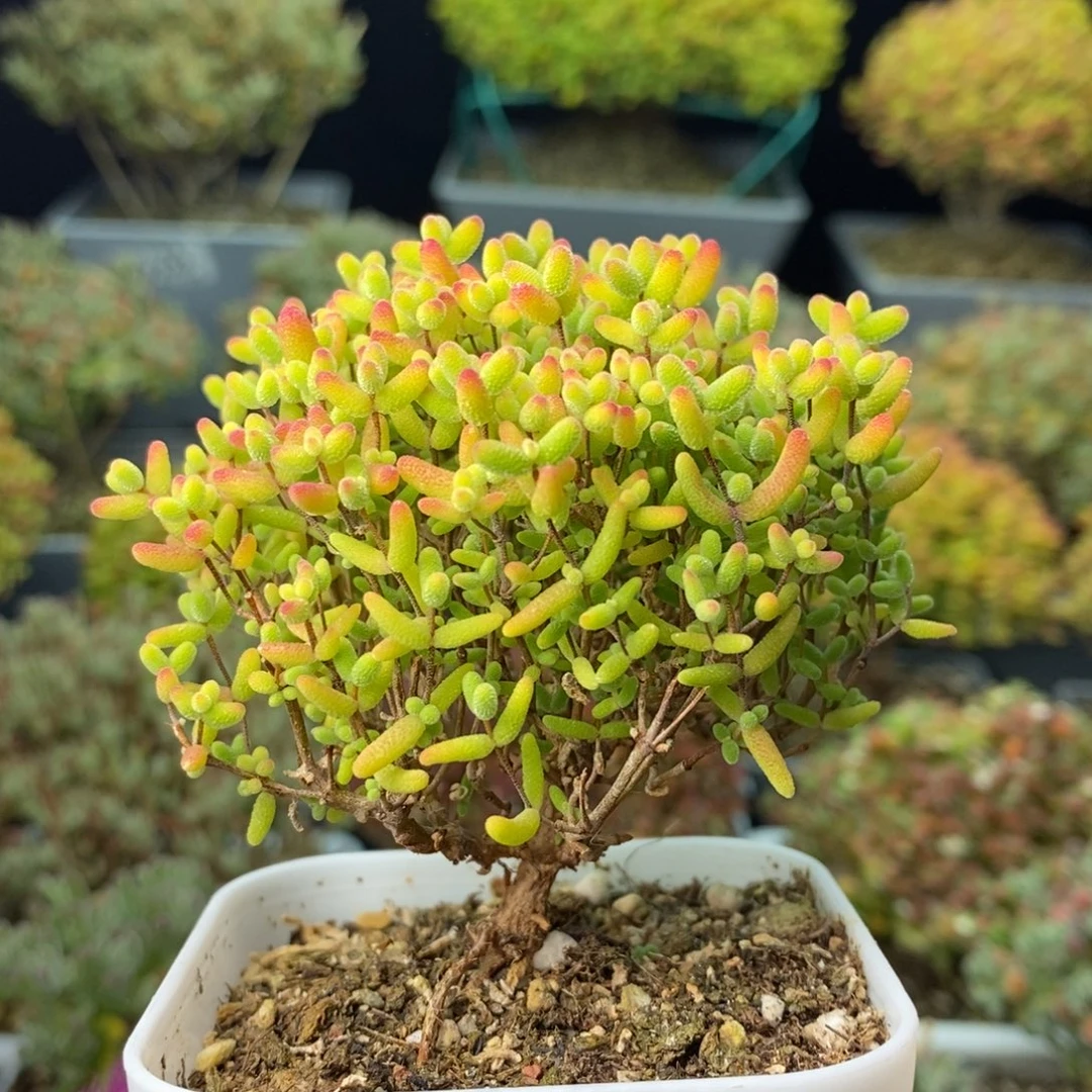 1037蜜橘糖球 。