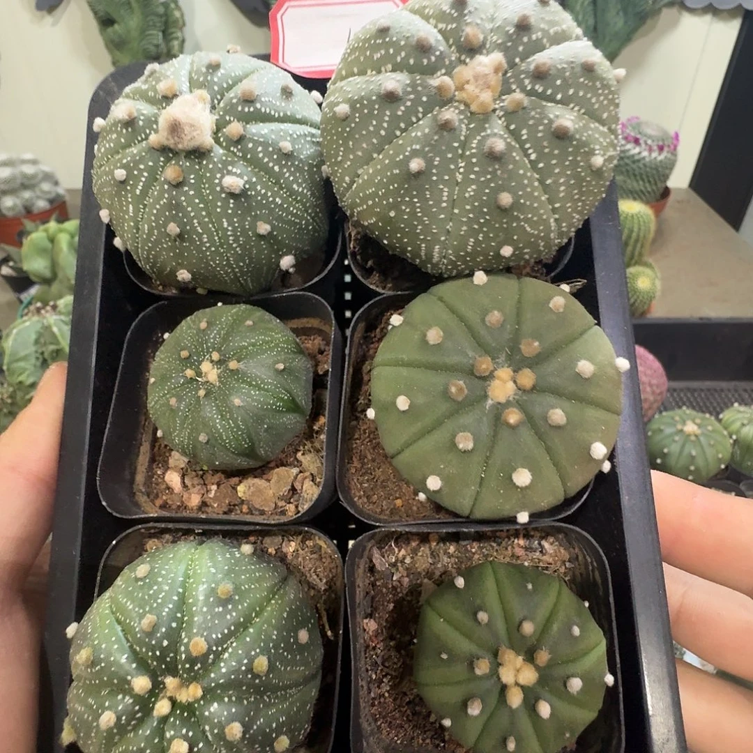 7 号实生六颗兜包邮