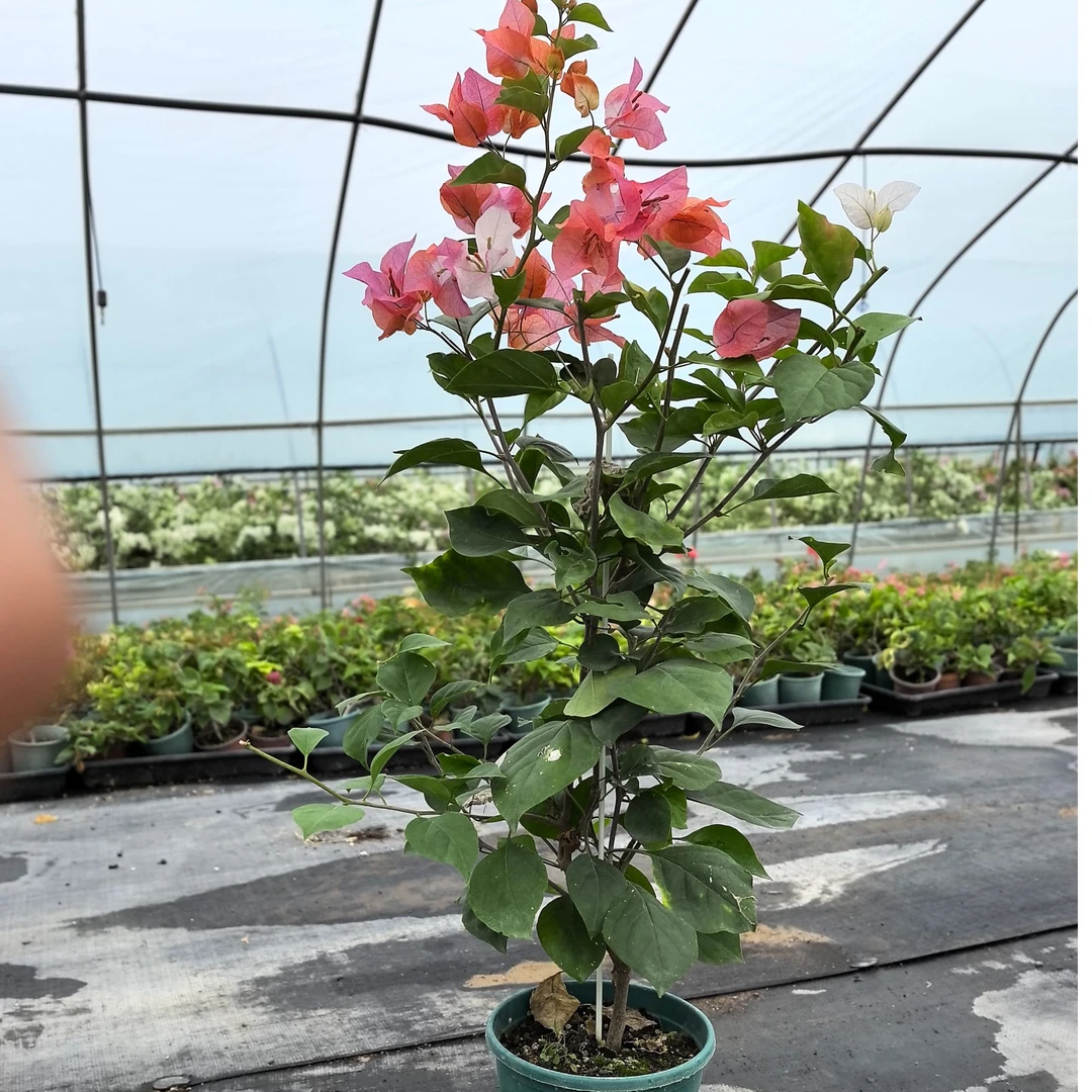 【橙口红】三角梅绿植盆栽【爱养花的月月】