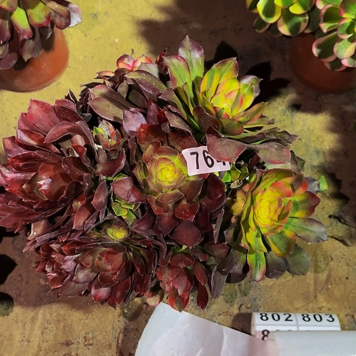 764香妃多肉植物处理不售后