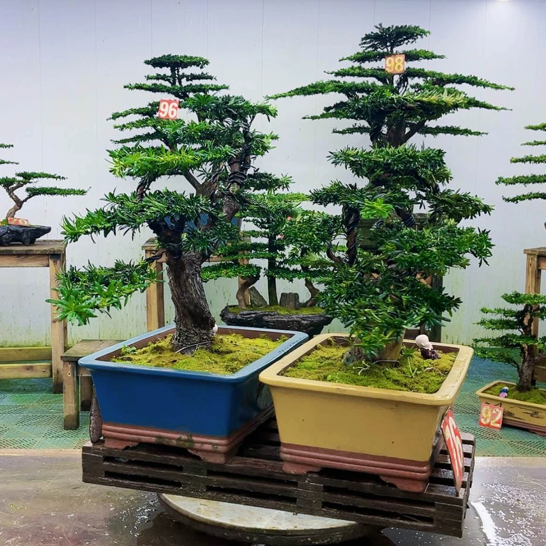 【闪购商品】无花朵