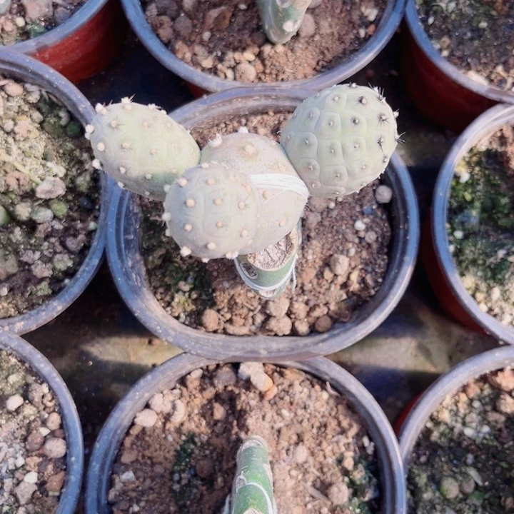 无刺习志野寺头嫁接仙人球