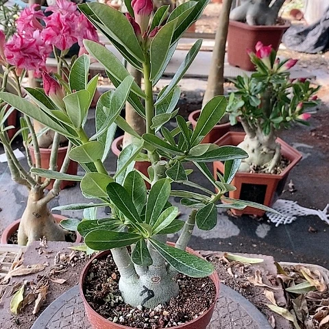 【闪购商品】无花朵用****4