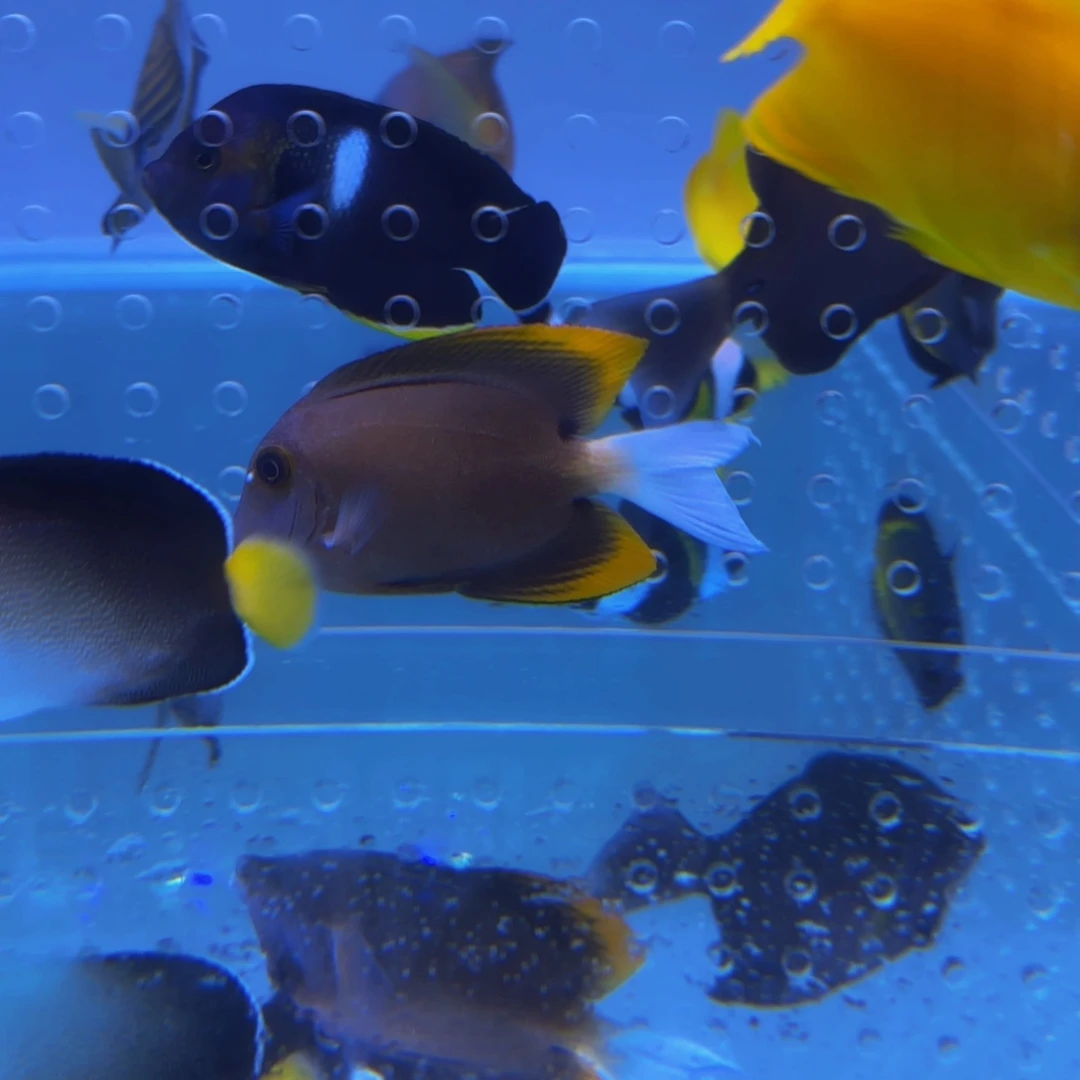 海水火箭吊1+10运费