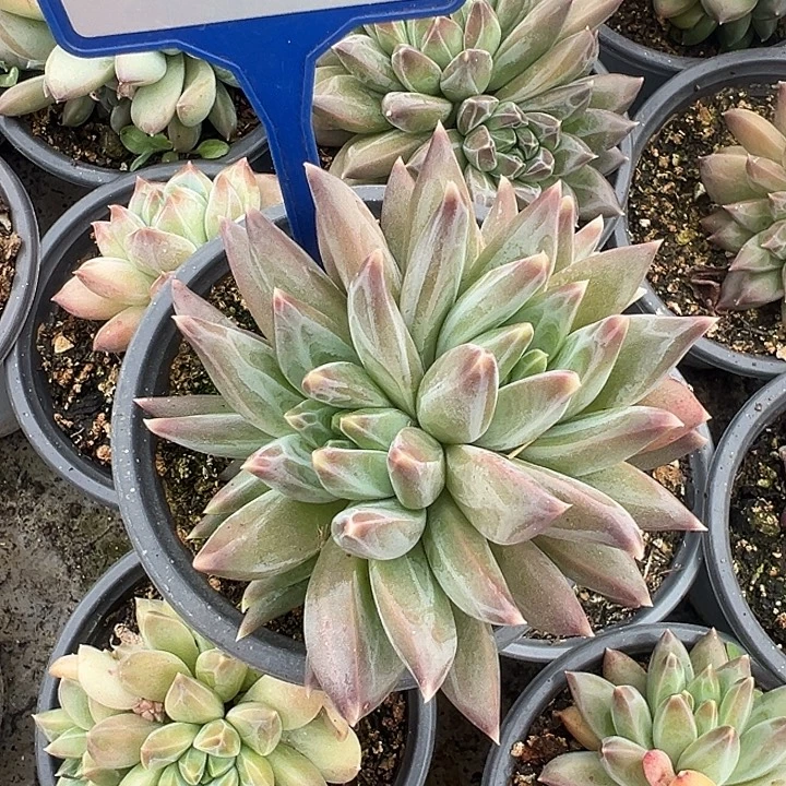 多肉植物一物一拍111