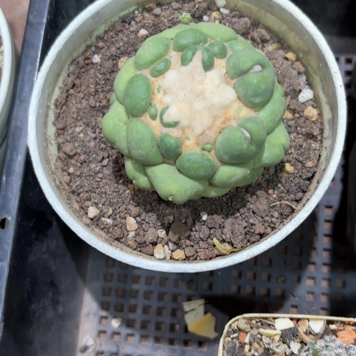 535无刺象牙好养皮实