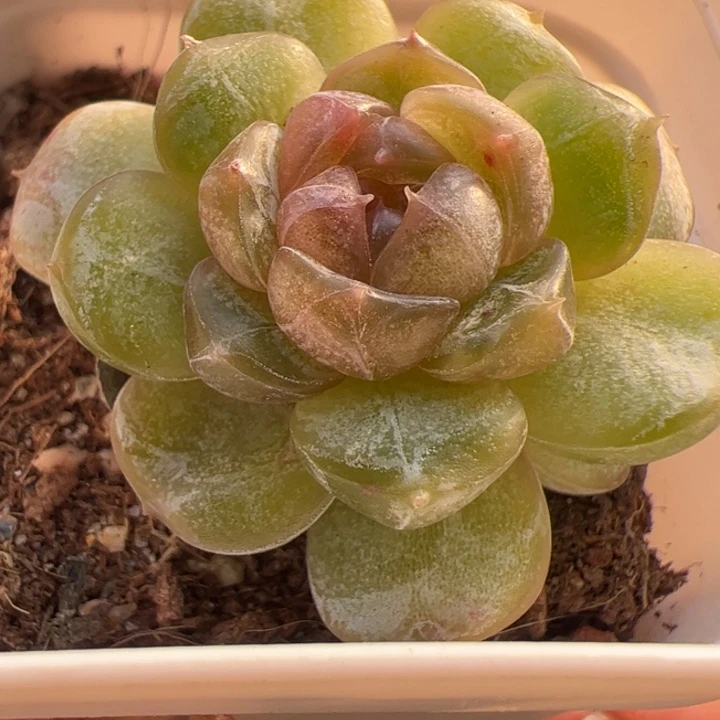 彩恋，一物一拍，精品糖心，尺寸不大介意勿拍