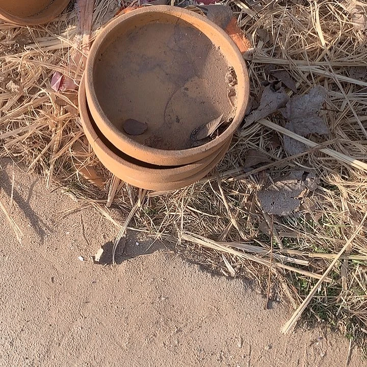 紫砂淘宝的时候都不买不划算