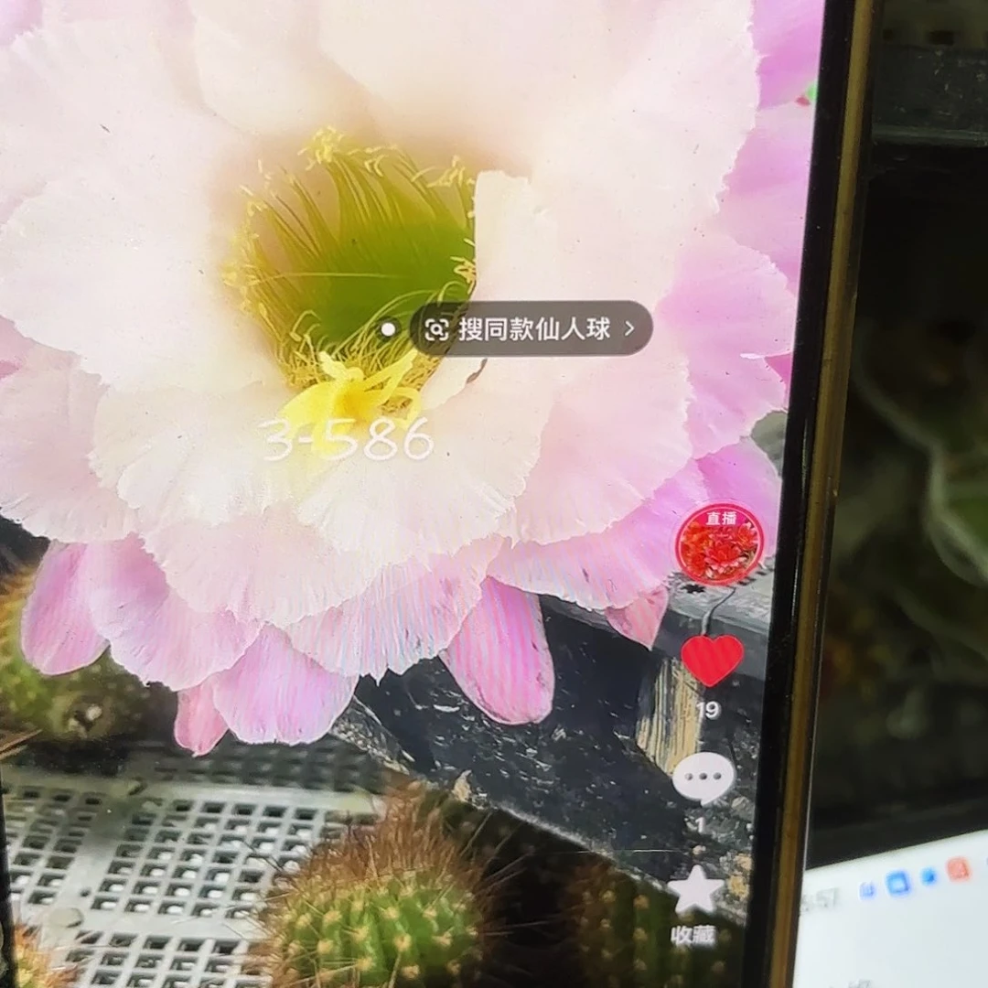 3-586毛侧牙20包邮42