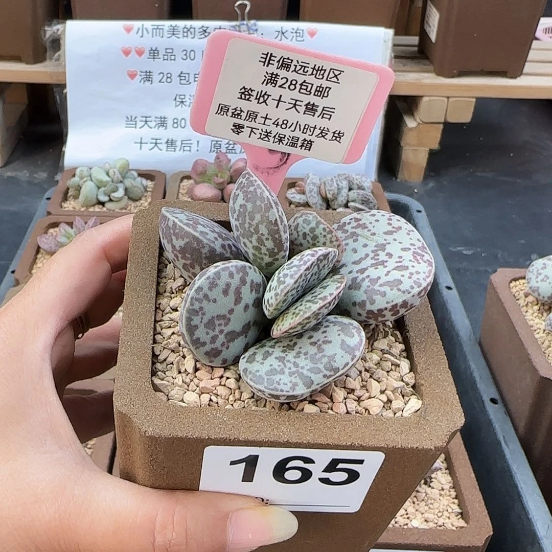 蹦*165密斑花旦多肉植物