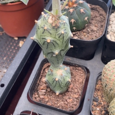 普西利菊3仙人球