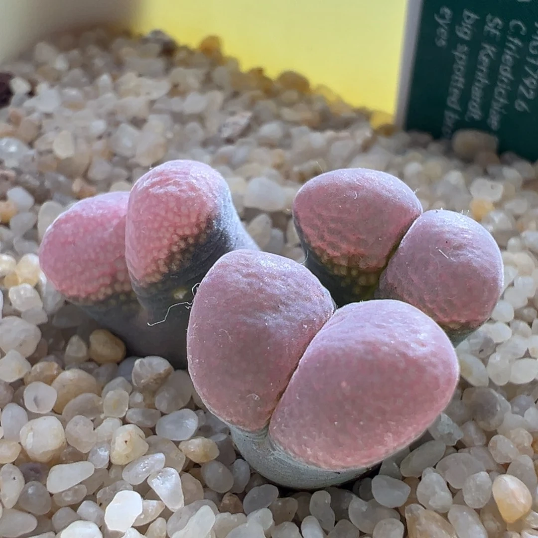 365/棚主自留5.5年肯哈德大母本折后价