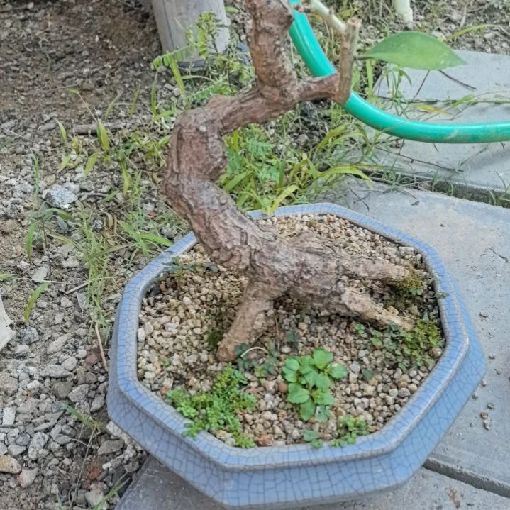禾***専不知树一个带盆包邮