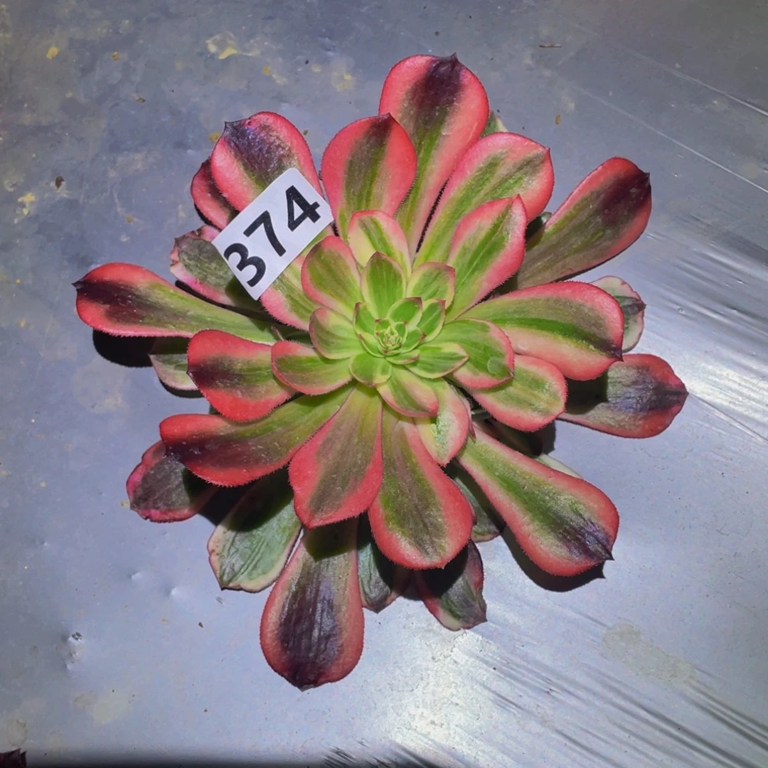 赤焰莲锦多肉植物374