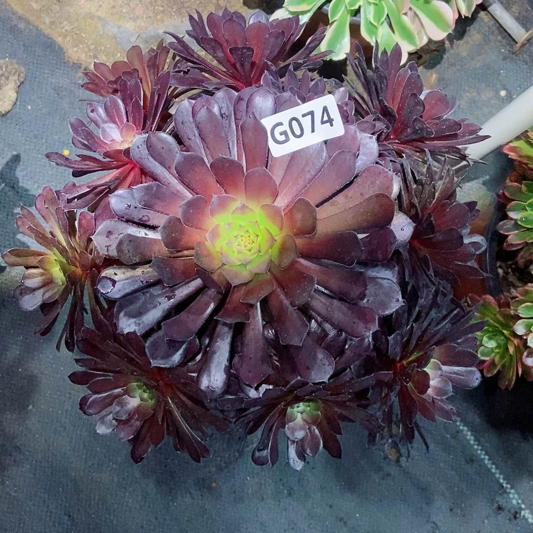 红陶074黑铜壶3多肉