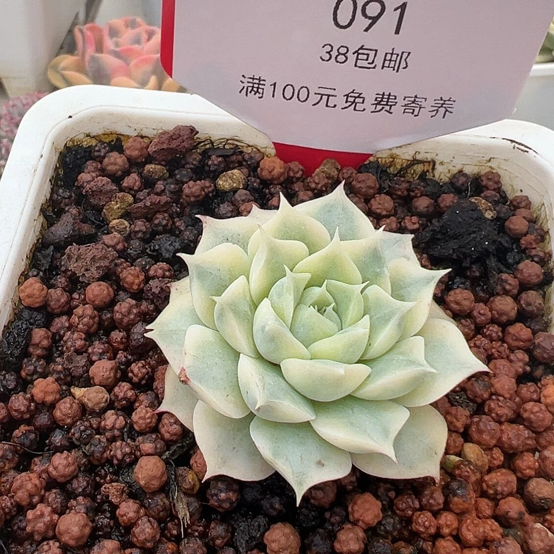 依***托91号小海琳娜锦多肉