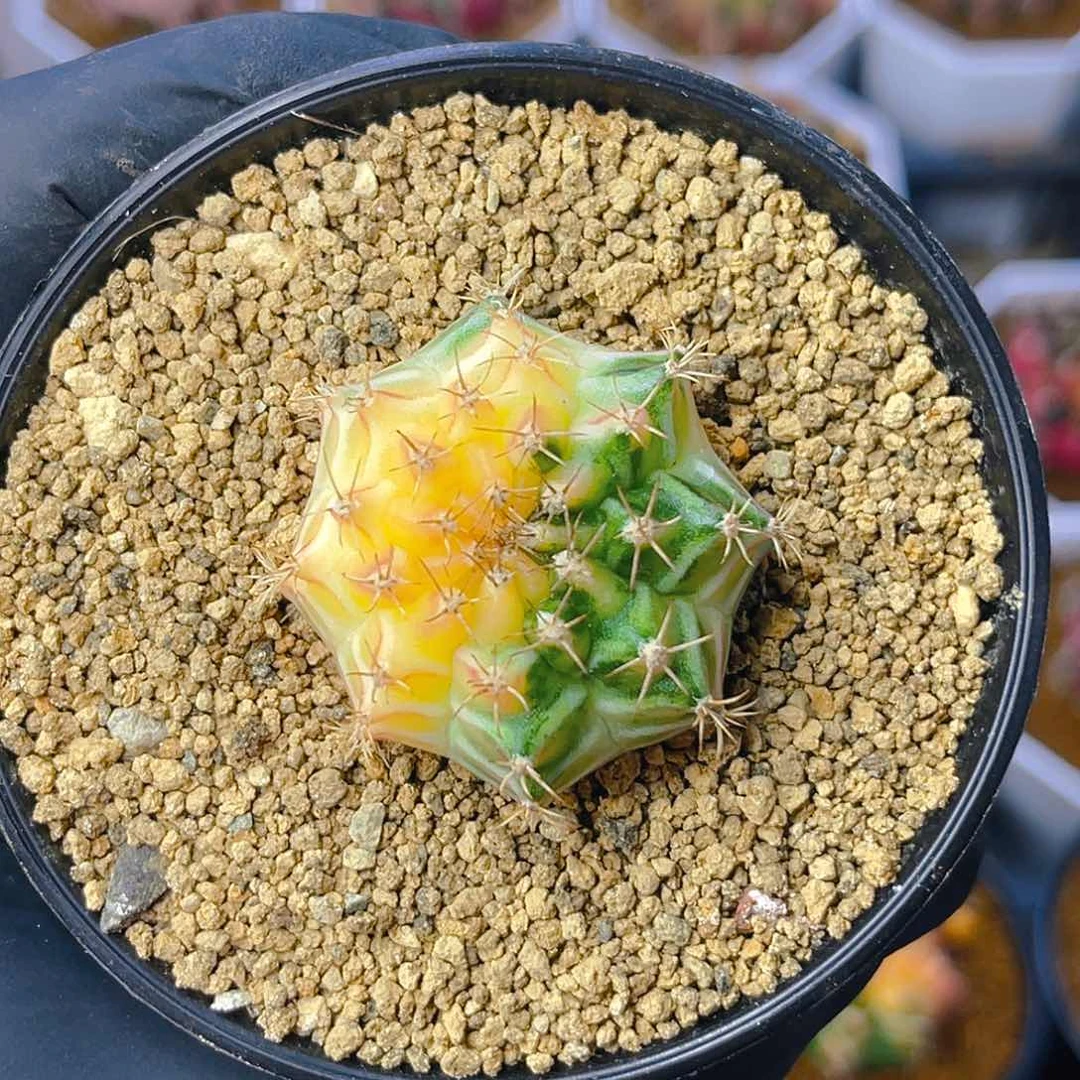 米哈洛维奇017 实生 黄白锦 梦想基因