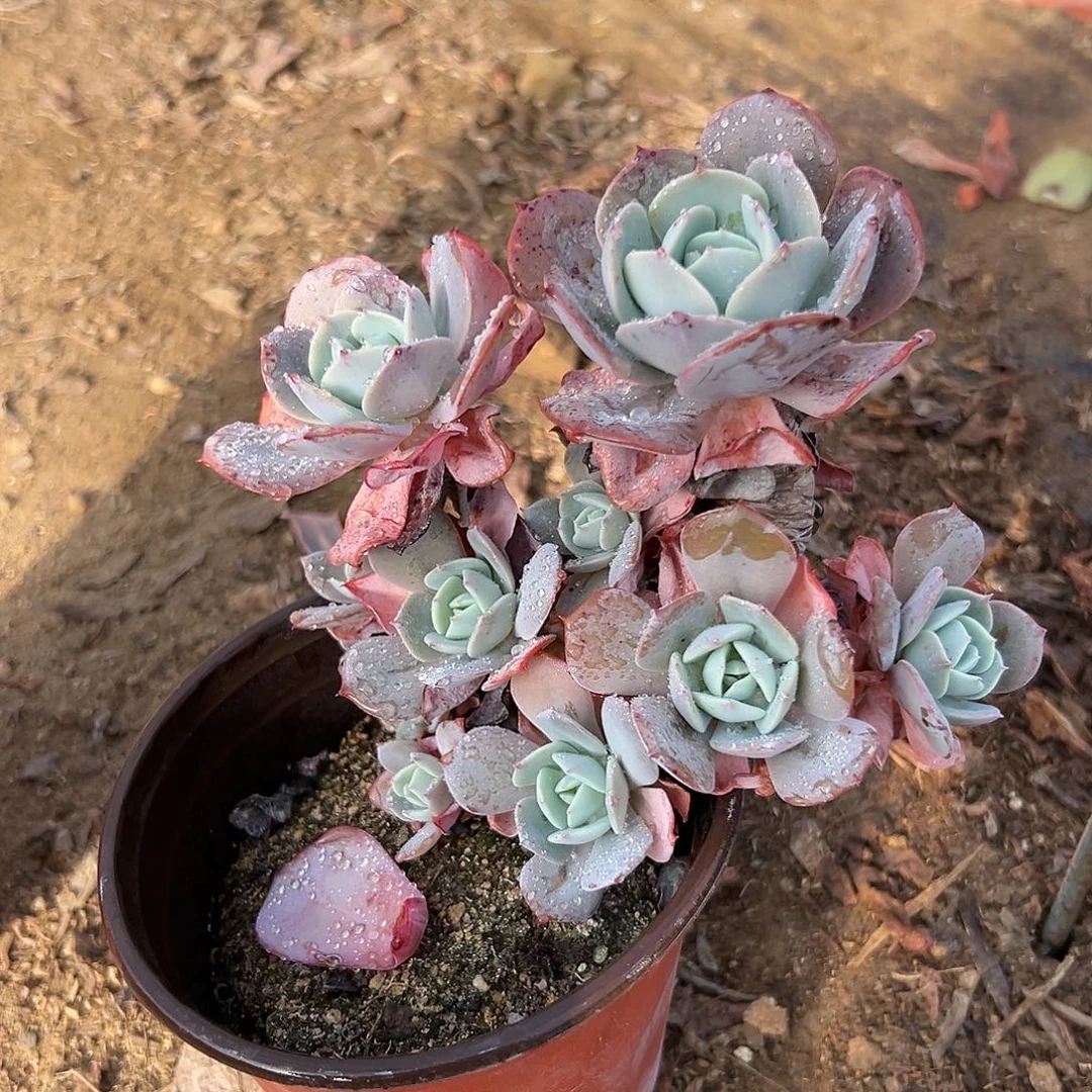 多肉植物安娜玫瑰