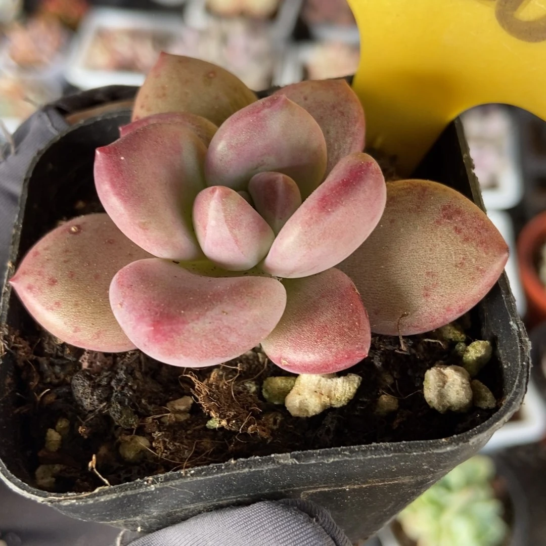 1620赫菲多肉植物保护