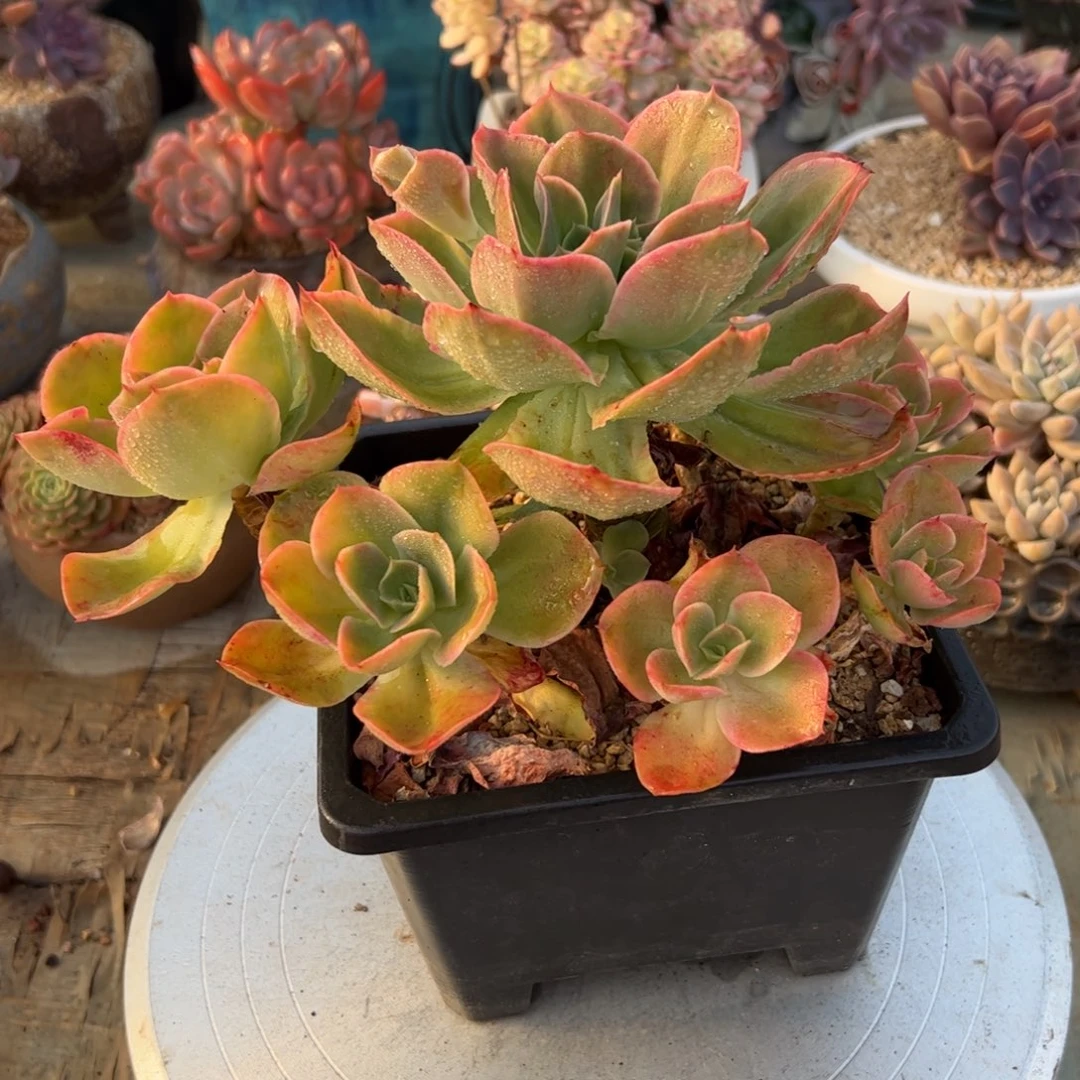 泡芙68 零零多肉植物