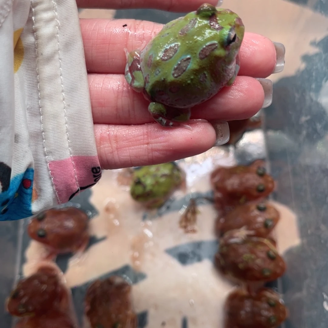 角蛙特价蓝变一只微瑕