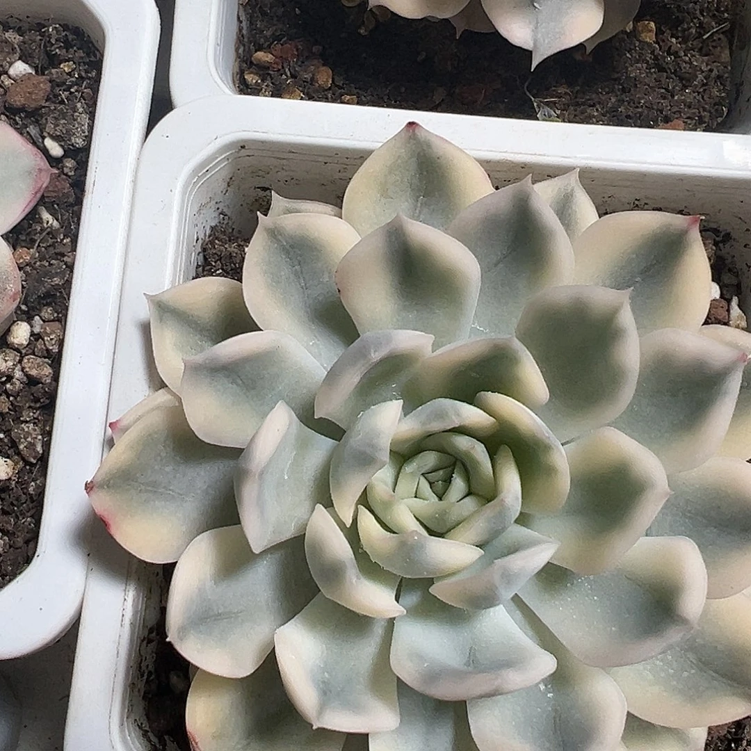 月亮仙子锦多肉植物