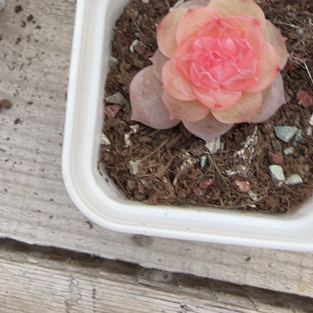 夜明珠盆一个满25包邮