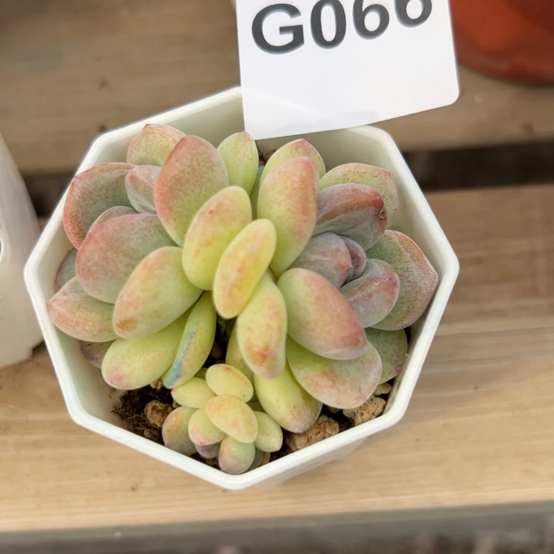 066 满38包邮多肉植物组合盆栽