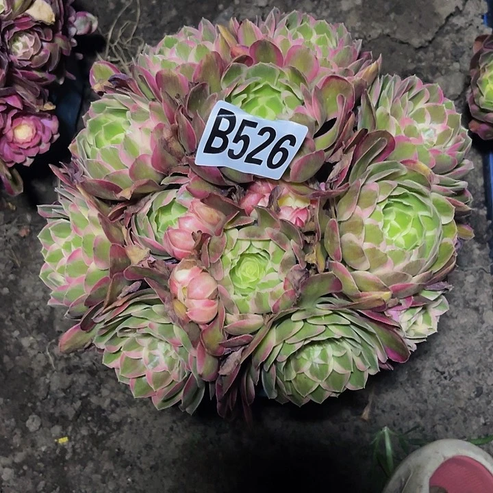 孔雀翎法师32-/29包邮