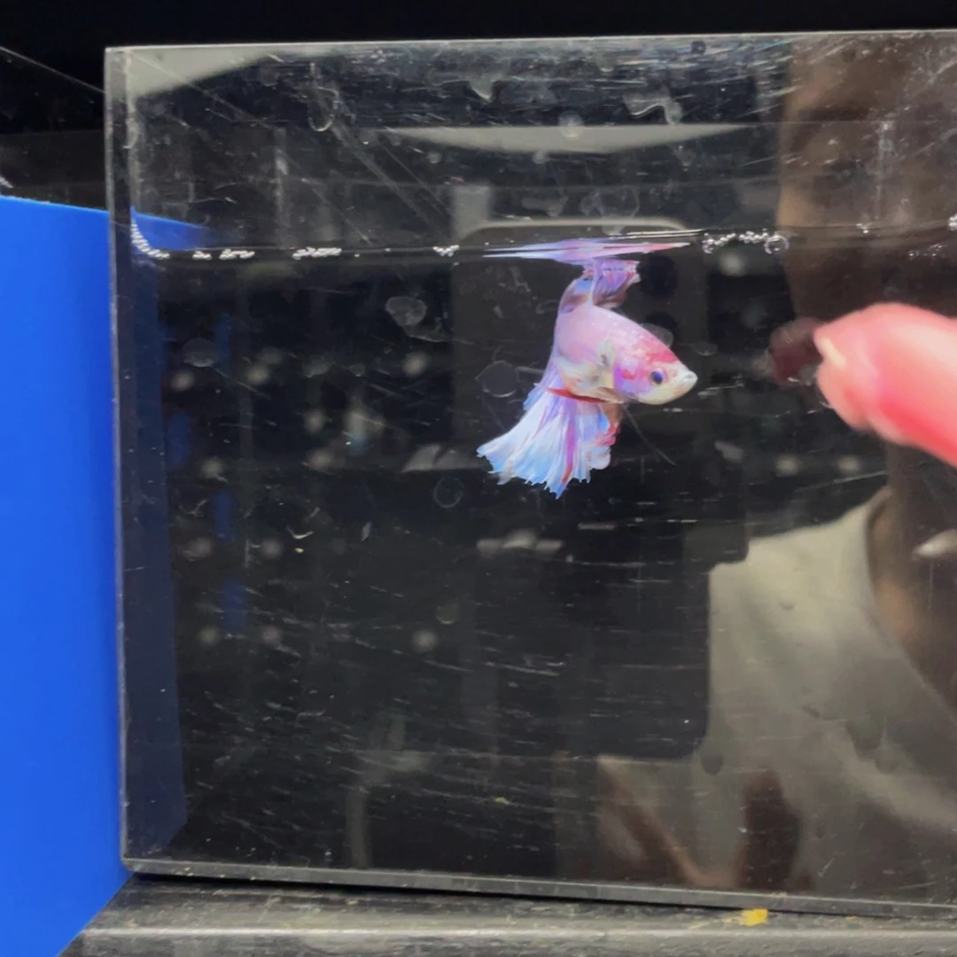 水母哈啊哈哈哈哈486