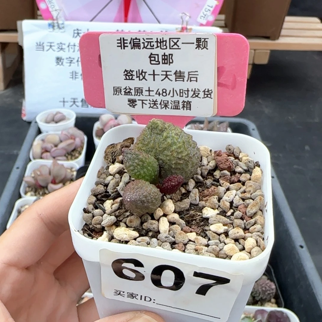 607牛肉丸多肉植物