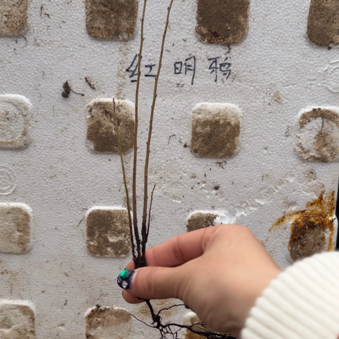 处***器哈哈哈哈红明鸦哈哈