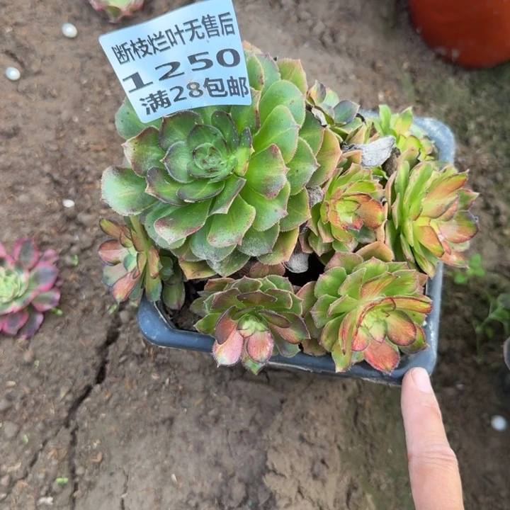 1250二号棚海王七彩B