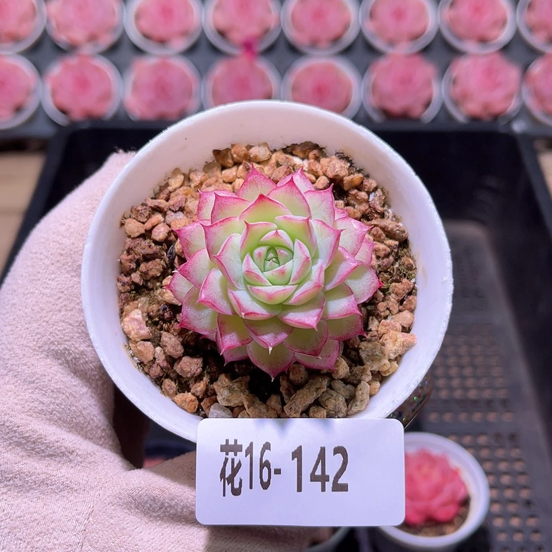 花利美16-142女王玫瑰