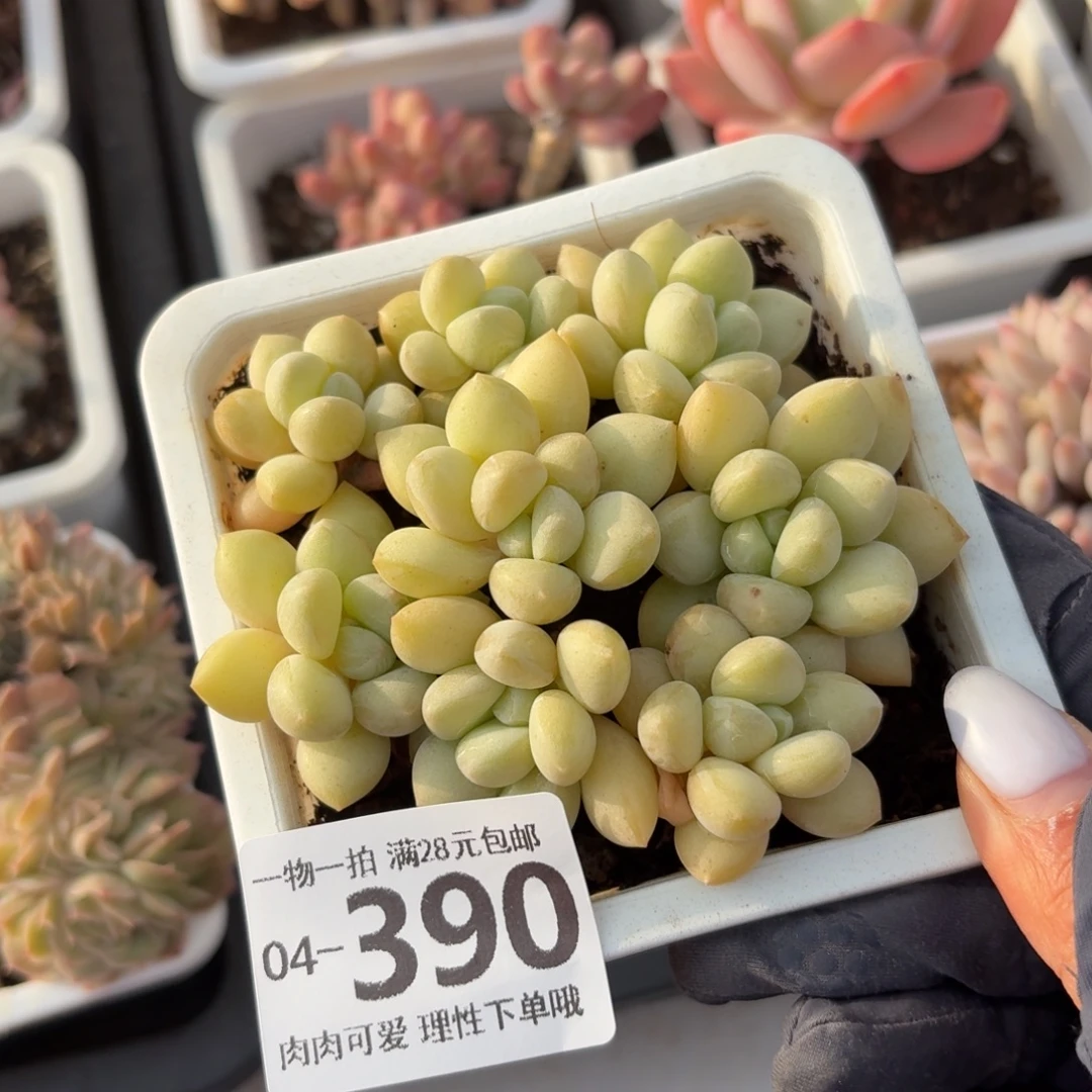 泡泡糖无盆土发货无