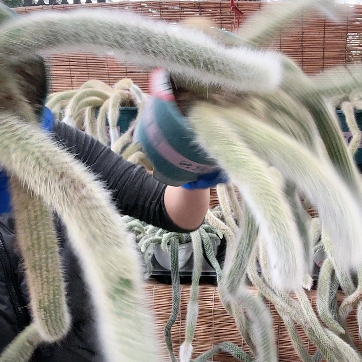 10枝/扎jdbdndjjdndnd