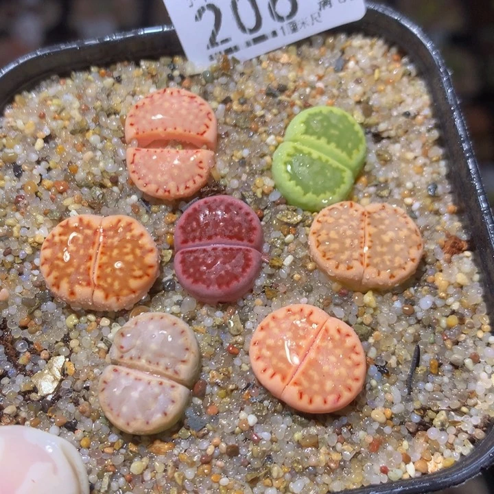 精品生石花217.206