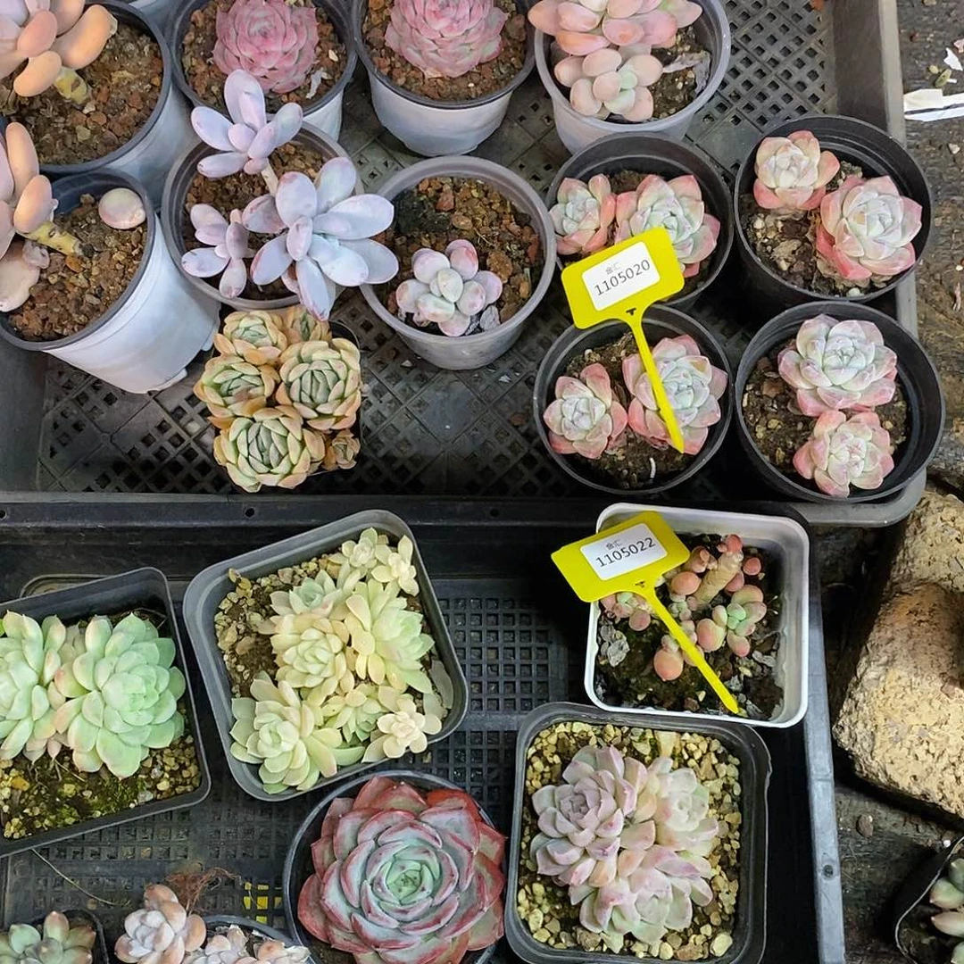 ?****?两筐多肉1105020。1105022