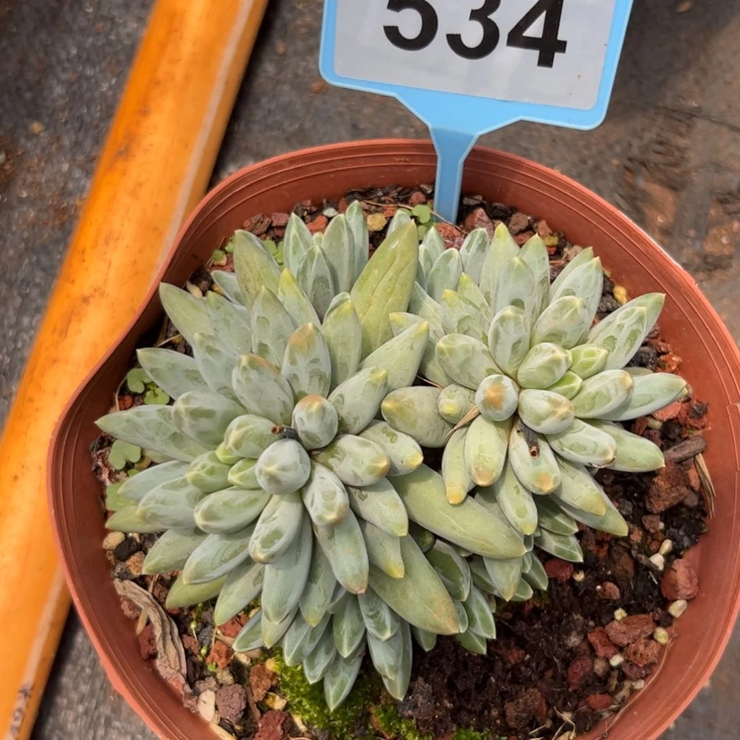 伊卡鲁斯多肉植物534