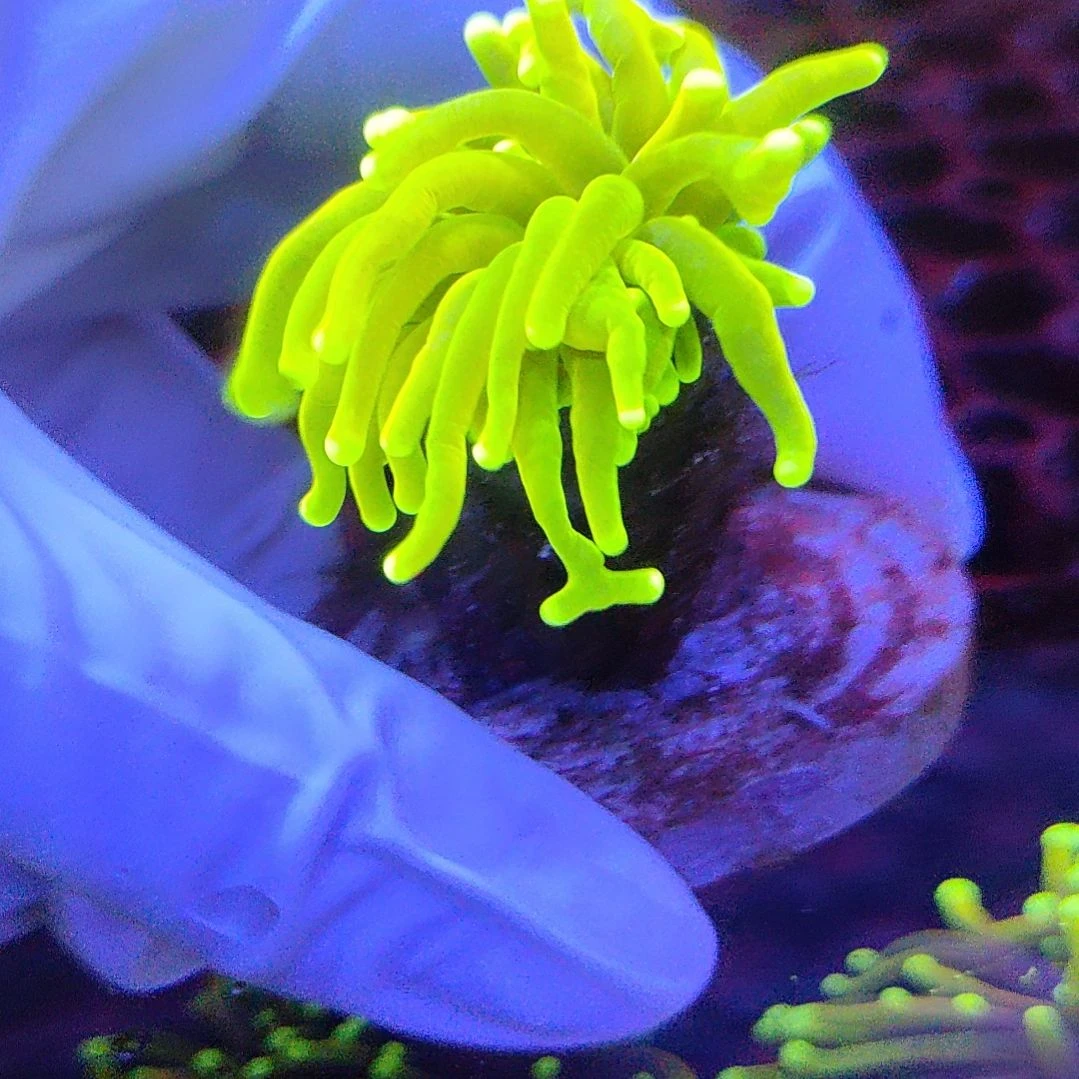 智海海洋珊瑚馆 活体不支持退货