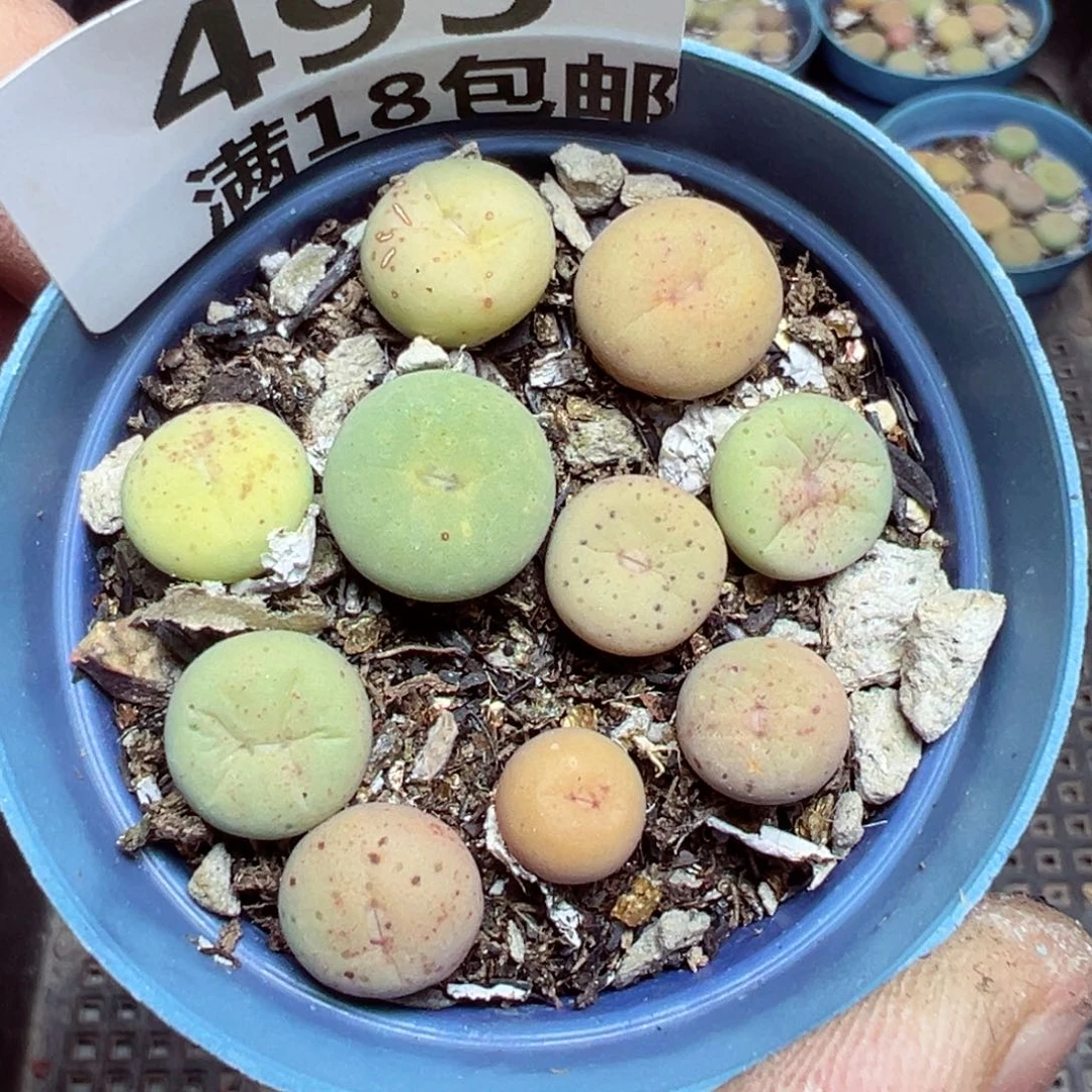 【闪购商品】 493。