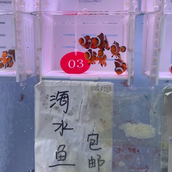 海水鱼瑕疵公子6条3-4