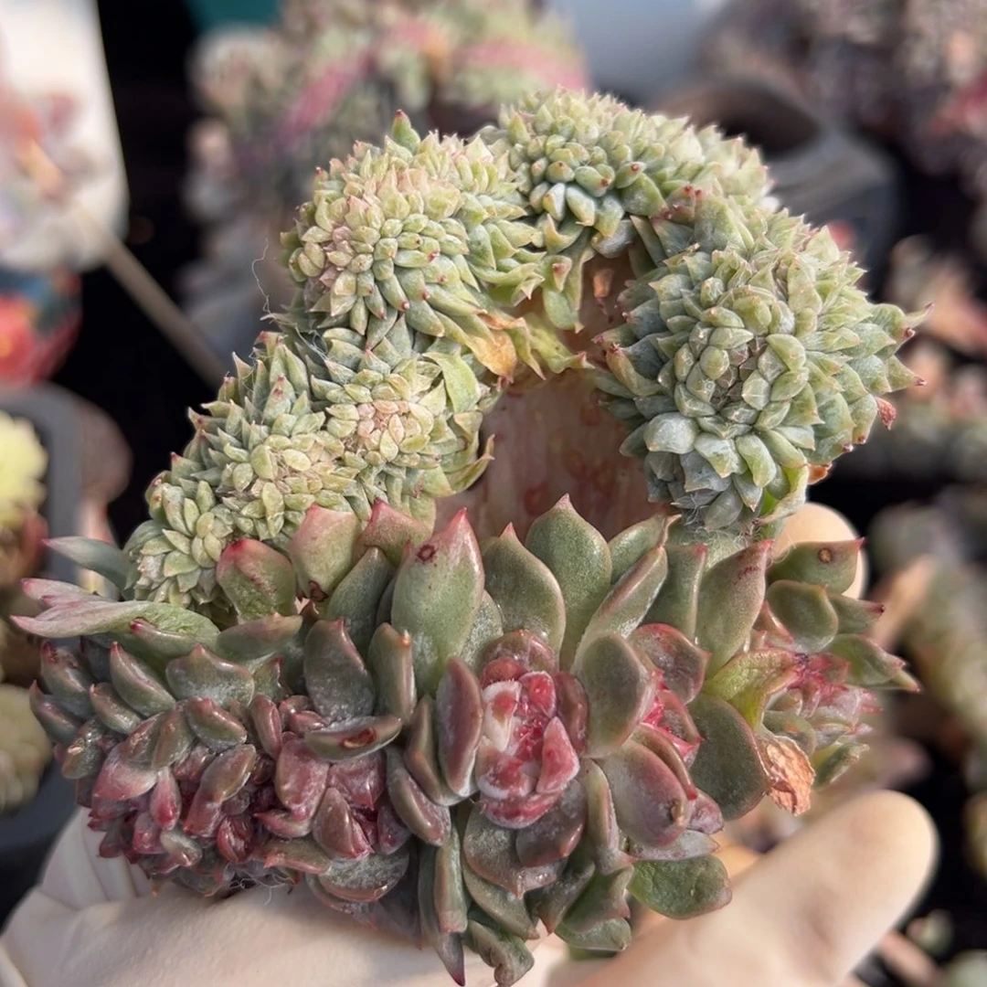 周末 新粉 新年快乐 新年快乐